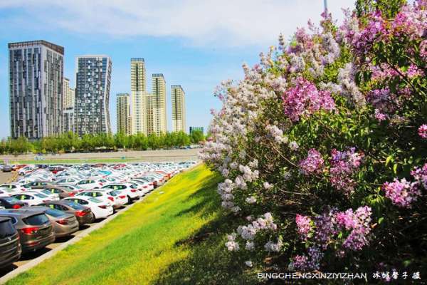 五月，冰城紫色浪漫的最美时光